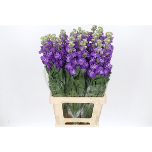 Matthiola Iron Purple