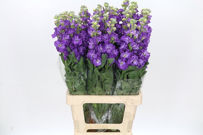 <h4>Matthiola Iron Purple</h4>