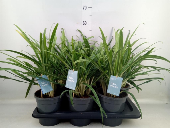 <h4>Aglaonema ...</h4>