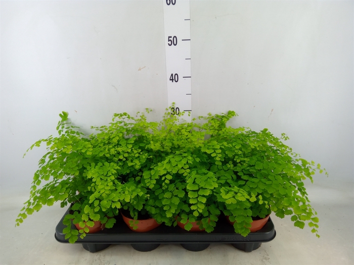 <h4>Adiantum raddi. 'Fragrans'</h4>