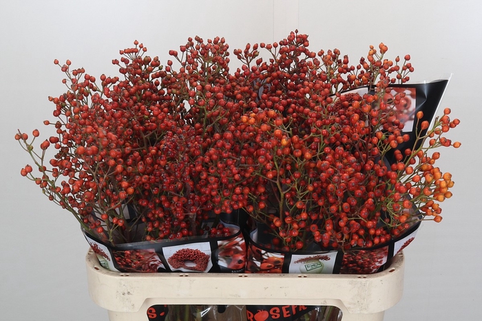 <h4>Rosehip Autumn Rosefruits</h4>