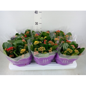 Kalanchoe blos.   ..rosebud mix/pot