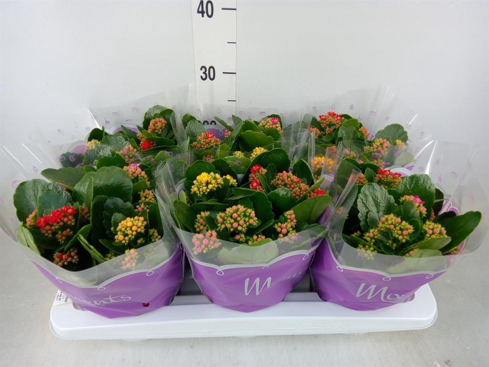 <h4>Kalanchoe blos.   ..rosebud mix/pot</h4>