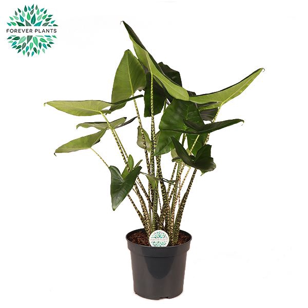 <h4>Alocasia zebrina</h4>