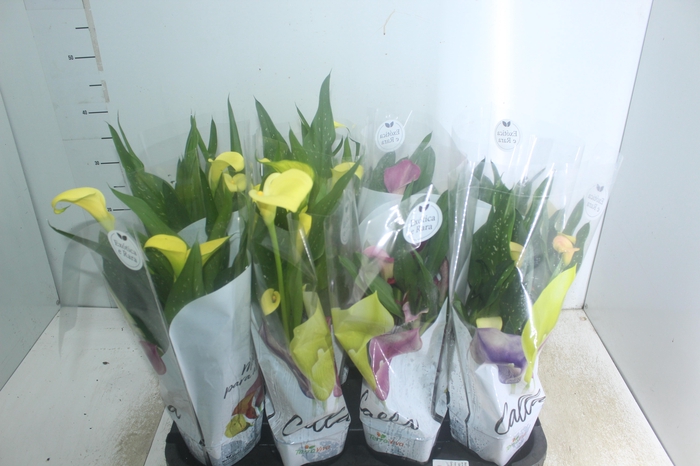 <h4>CALLA COLORIDA P14</h4>