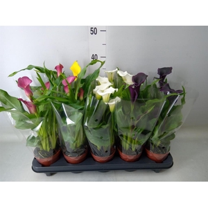 Zantedeschia   ...mix