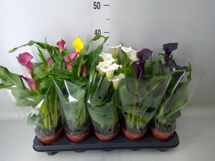 <h4>Zantedeschia   ...mix</h4>