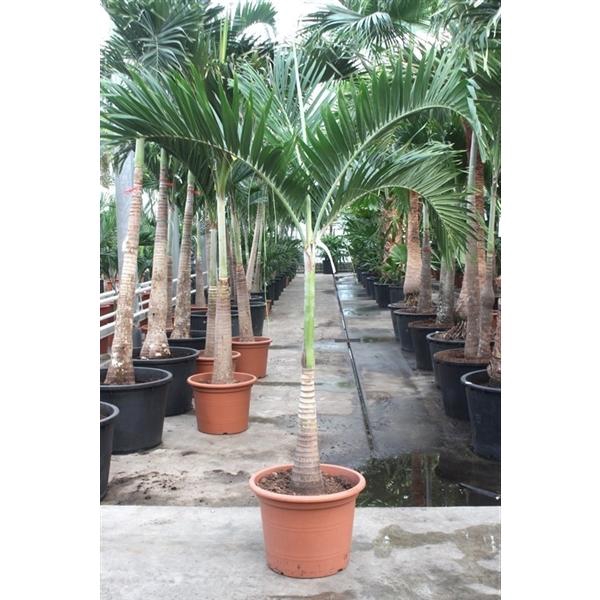 <h4>Palmen overig</h4>