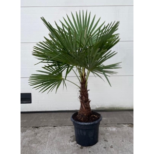 Trachycarpus fortunei stam 120cm
