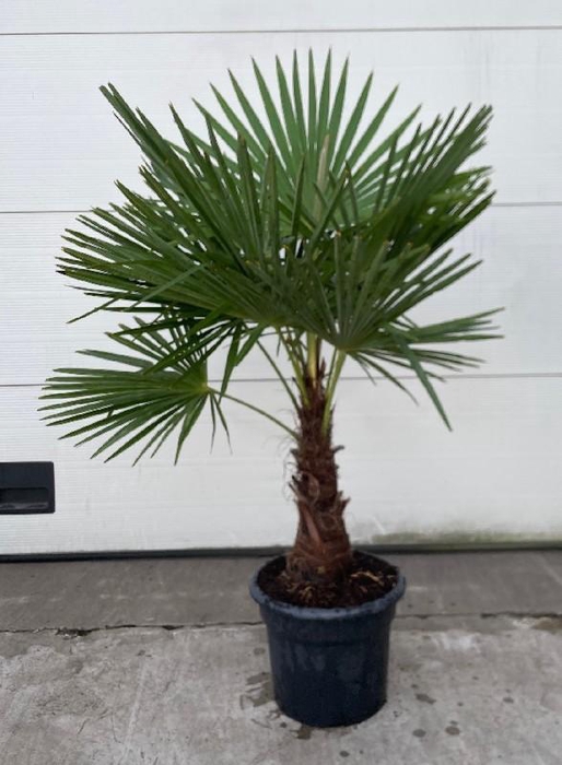 <h4>Trachycarpus fortunei stam 120cm</h4>