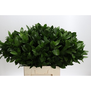 RUSCUS HYPOPHYLLUM
