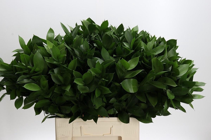 <h4>RUSCUS HYPOPHYLLUM</h4>