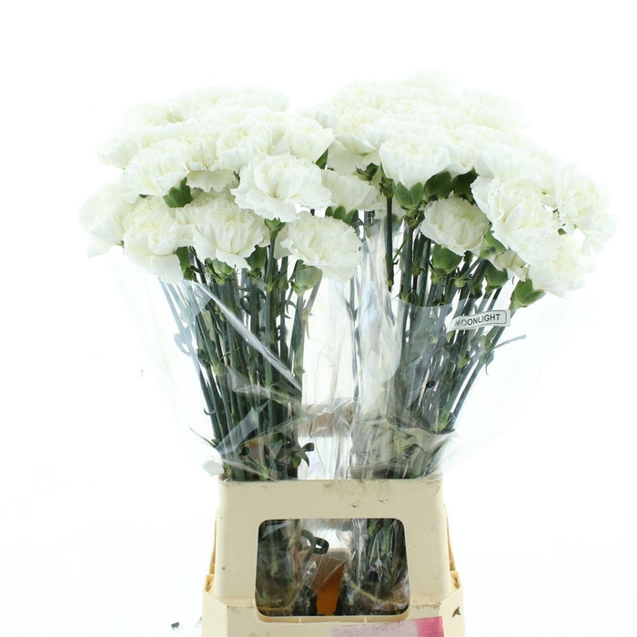 <h4>Di St Col Moonlight</h4>