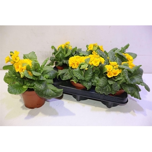 Prim Elatior Dark Yellow