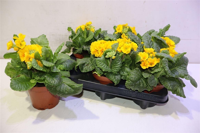 <h4>Prim Elatior Dark Yellow</h4>