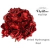 DRIED HYDRANGEA RED