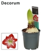 Amaryllis Exotic Striped 2 knop Extra OP (Decorum)