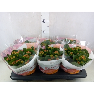 Kalanchoe blos. 'RosDon Justino'