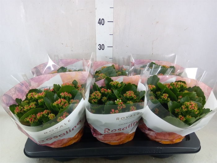<h4>Kalanchoe blos. 'RosDon Justino'</h4>