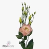 Lisianthus do alissa champagne
