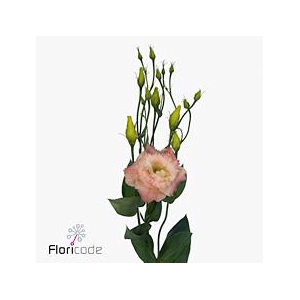 Lisianthus do alissa champagne