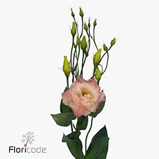 <h4>Lisianthus do alissa champagne</h4>