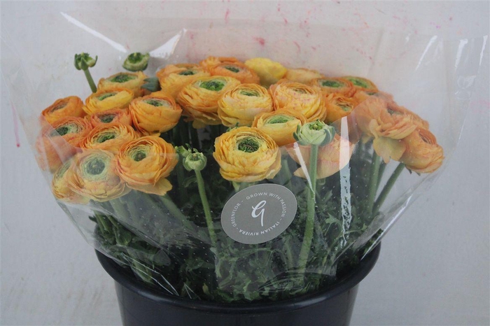 <h4>Ran Cloni Sup Honey</h4>