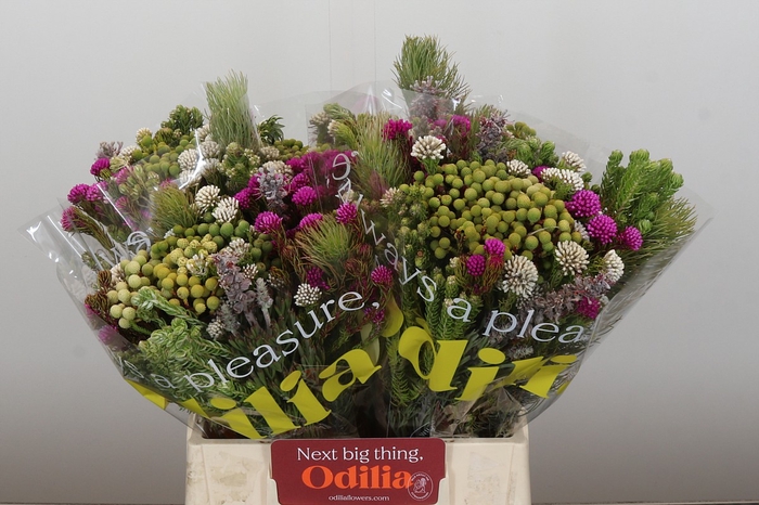 <h4>BQ Kaaps Groen Mountain Mix</h4>