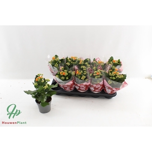 KAL GE PERFECTA ORAN