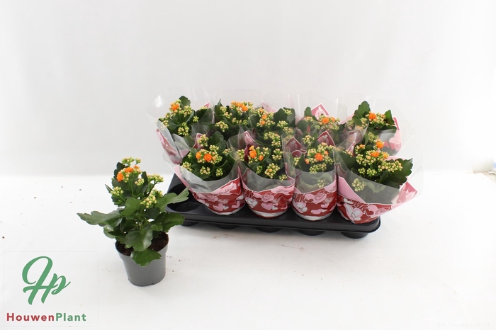 <h4>KAL GE PERFECTA ORAN</h4>