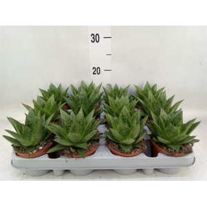 Gasteria