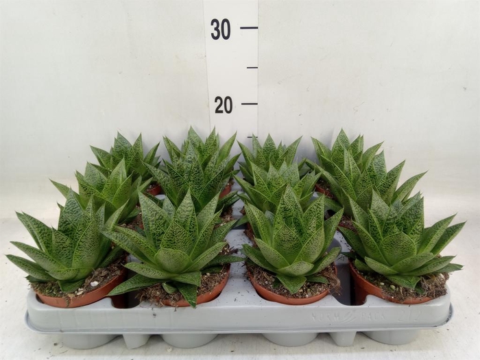 <h4>Gasteria</h4>