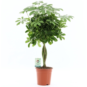 Schefflera arbor. 'Nora'