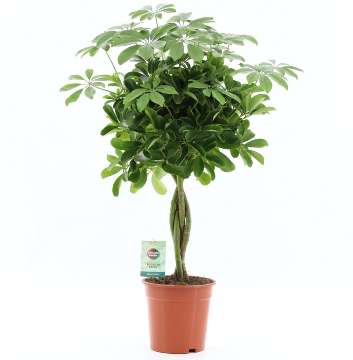 <h4>Schefflera arbor. 'Nora'</h4>