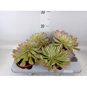 Aeonium   ...