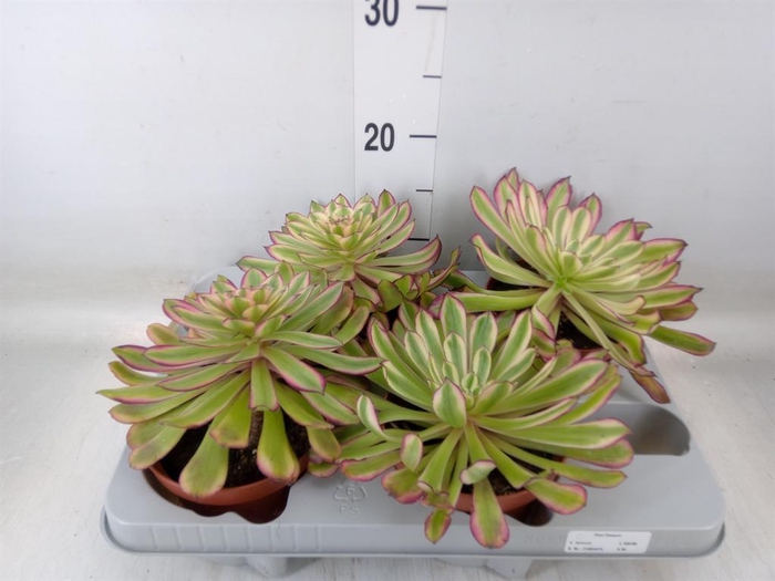 <h4>Aeonium   ...</h4>