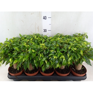 Ficus benja. 'Green Kinky'