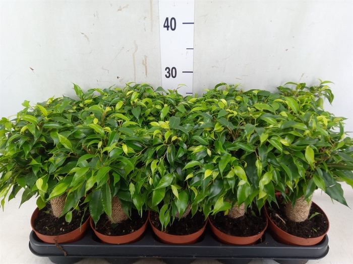 <h4>Ficus benja. 'Green Kinky'</h4>