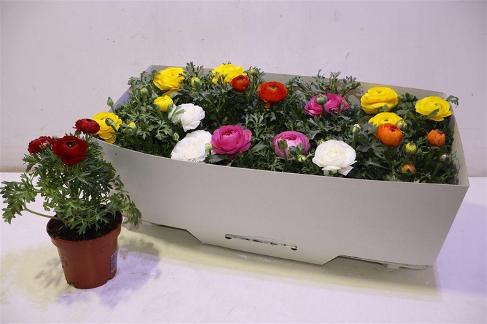 <h4>arr8 Ranun Sprink Gem</h4>