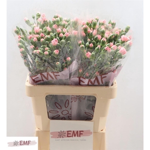 Di Tr Rascal Pink