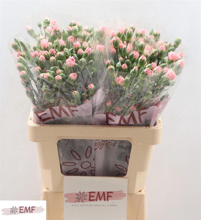 <h4>Di Tr Rascal Pink</h4>