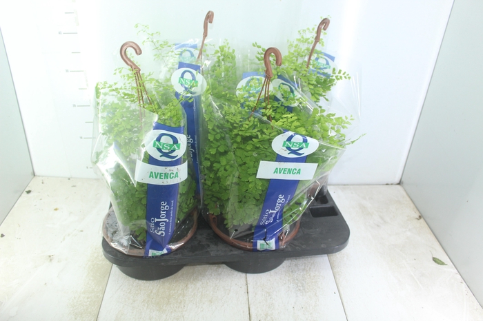 <h4>AVENCA VARIADA C21</h4>