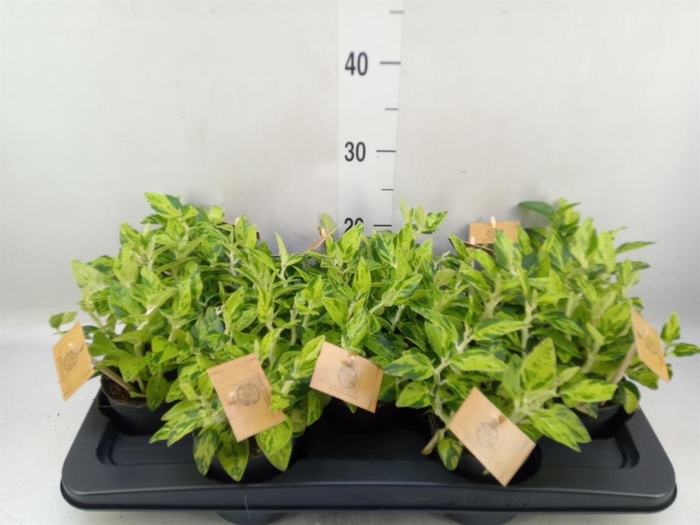 <h4>Planten   ... L%</h4>