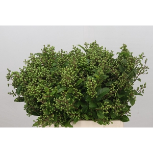 Ligustrum Libelle