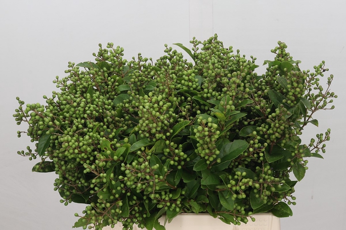 <h4>Ligustrum Libelle</h4>