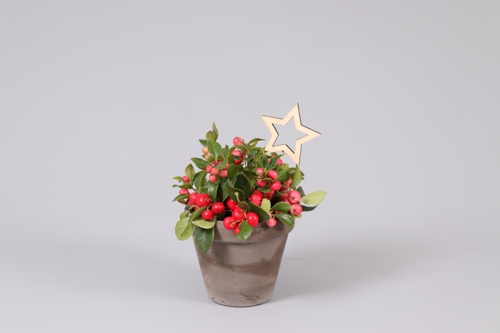 <h4>Gaultheria Big Berry Keramiek Terracotta + Steker</h4>