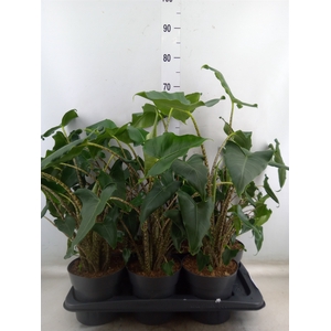 Alocasia zebrina 'Siberian Tiger'