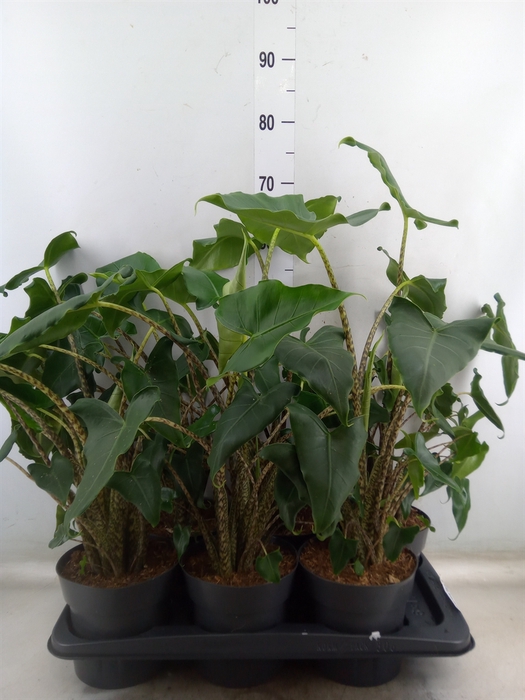<h4>Alocasia zebrina 'Siberian Tiger'</h4>
