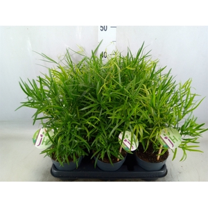 Asparagus falcatus