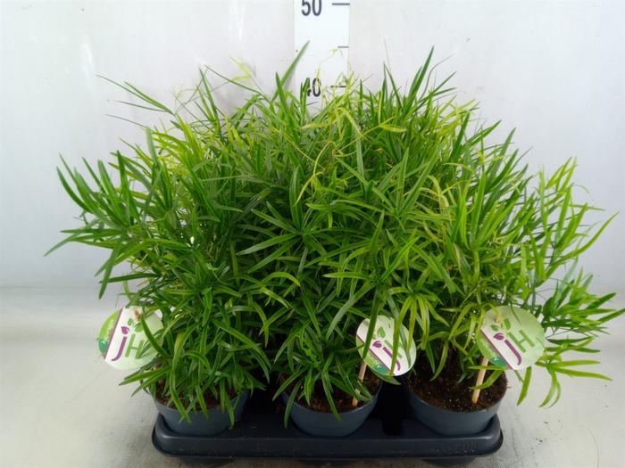 <h4>Asparagus falcatus</h4>